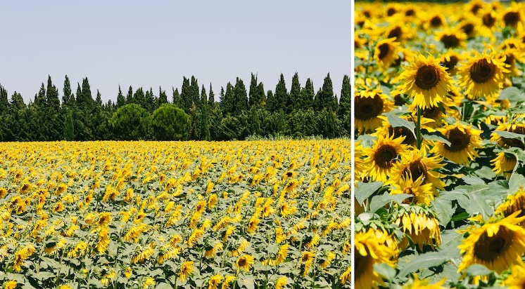 provence+15