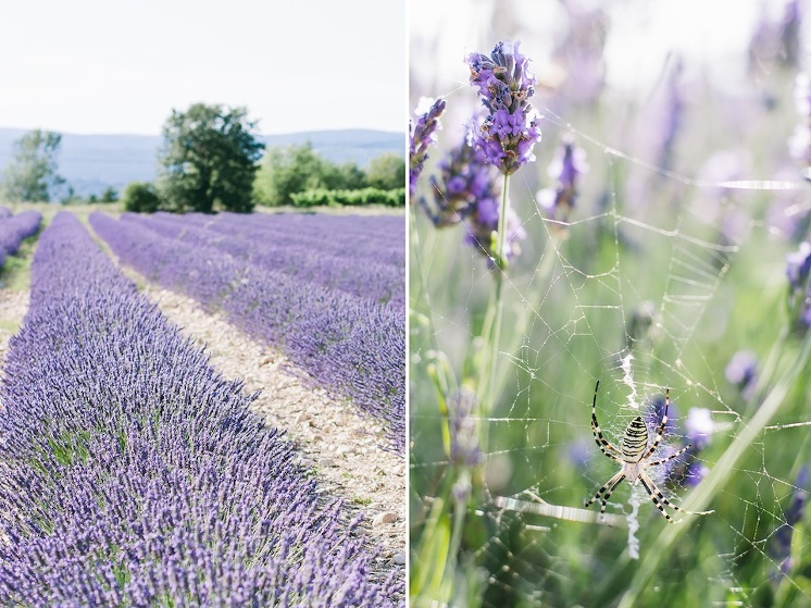 provence+26
